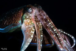 Cuttlefish taken at Phi Phi Islands Hin Klai. Sony NEX-7 ... by Daniel Sasse 